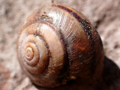 Helminthoglypta traskii