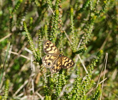 Heteronympha cordace