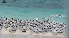 Thalasseus bengalensis