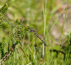 Synthemis eustalacta