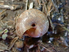 Helminthoglypta traskii