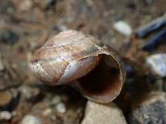 Helminthoglypta traskii