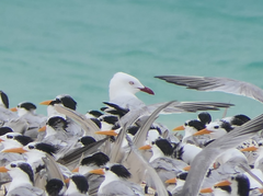 Chroicocephalus novaehollandiae