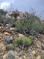 Hesperoyucca whipplei