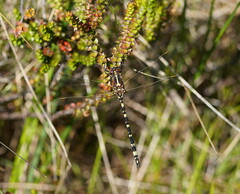 Synthemis eustalacta