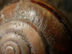 Helminthoglypta traskii