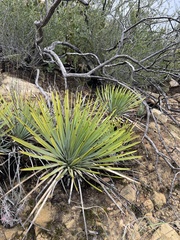 Hesperoyucca whipplei