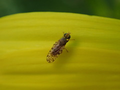 Dioxyna picciola