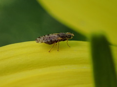 Dioxyna picciola