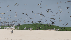 Onychoprion fuscatus