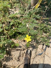 Tribulus terrestris