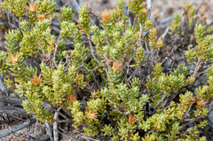 Oedera sedifolia