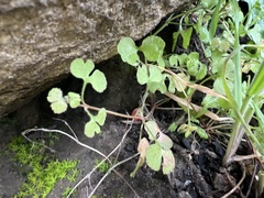 Pterostegia drymarioides