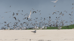 Thalasseus bengalensis