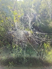 Stegodyphus dumicola