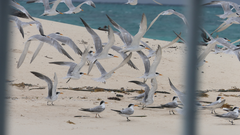 Thalasseus bengalensis