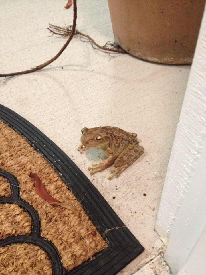 Cuban Tree Frog (Herps of Eastern Cuba) · iNaturalist