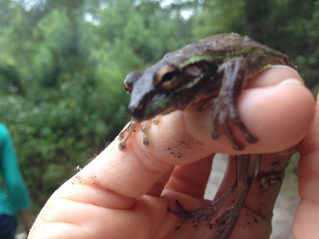 Cuban Tree Frog Herps Of Eastern Cuba · Inaturalist