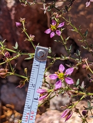 Fagonia laevis