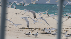 Thalasseus bengalensis