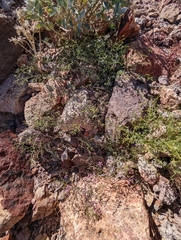 Fagonia laevis