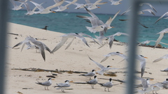 Thalasseus bengalensis