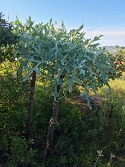 Cussonia paniculata