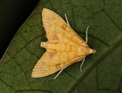 Pyrausta ochracealis