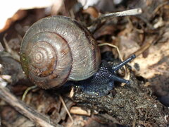 Helminthoglypta traskii