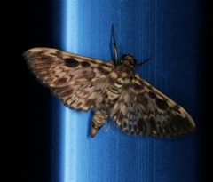 Rhimphaliodes macrostigma