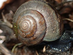 Helminthoglypta traskii