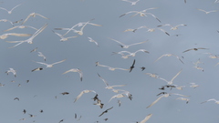 Thalasseus bengalensis