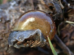 Helminthoglypta traskii