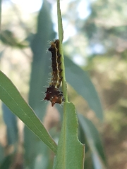 Opodiphthera eucalypti