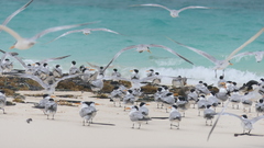 Thalasseus bengalensis