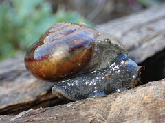 Helminthoglypta traskii