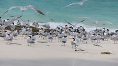 Thalasseus bengalensis