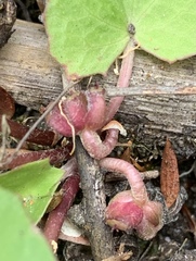 Centella cordifolia