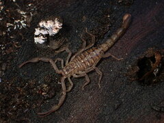 Serradigitus gertschi