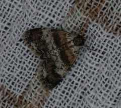 Salma ridiculalis