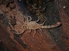 Serradigitus gertschi