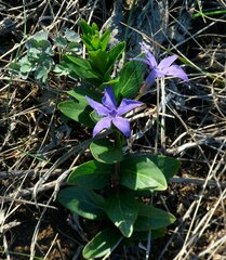 Vinca herbacea
