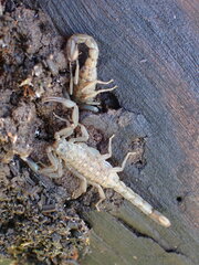 Serradigitus gertschi