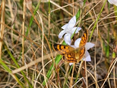 Lycaena salustius