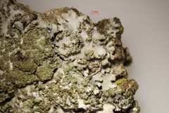 Physconia enteroxantha