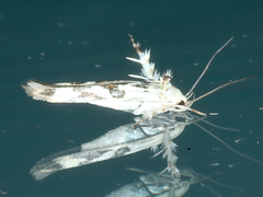 Stathmopoda melanochra