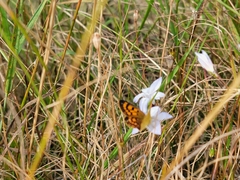 Lycaena salustius