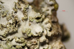 Physconia enteroxantha