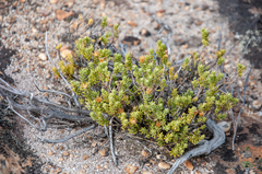 Oedera sedifolia