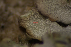 Physconia enteroxantha